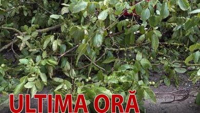 vant-extrem-in-mures:-copaci-cazuti-pe-carosabil-si-peste-un-autoturism!-interventie-in-plina-desfasurare-a-pompierilor-voluntari-din-balauseri