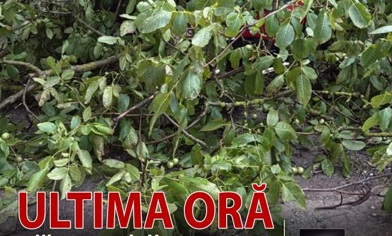vant-extrem-in-mures:-copaci-cazuti-pe-carosabil-si-peste-un-autoturism!-interventie-in-plina-desfasurare-a-pompierilor-voluntari-din-balauseri