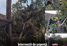 interventie-prompta-a-pompierilor-voluntari-din-ceuasu-de-campie:-un-brad-doborat-de-furtuna-in-localitatea-bozed,-indepartat-cu-sprijinul-localnicilor!