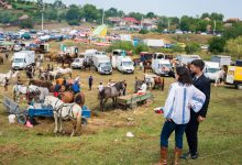 expozitie-de-cai-si-baltata-romaneasca-la-cipaieni.-dumitrita-gliga:-muresul,-pe-primul-loc-in-tara-la-productia-de-lapte-de-vaca