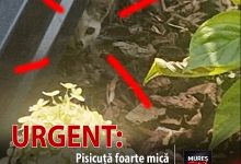 urgent:-pisicuta-foarte-mica-in-pericol-la-targu-mures!