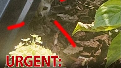 urgent:-pisicuta-foarte-mica-in-pericol-la-targu-mures!