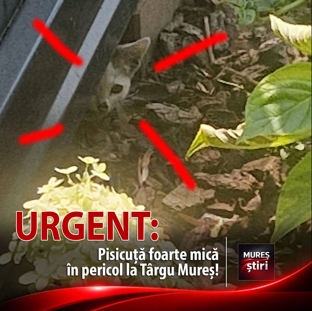 urgent:-pisicuta-foarte-mica-in-pericol-la-targu-mures!
