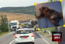 ultima-ora:-urs-lovit-mortal-de-un-autocamion-pe-dn13,-in-apropiere-de-nades!