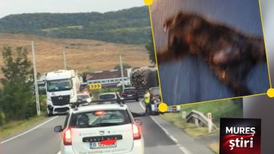 ultima-ora:-urs-lovit-mortal-de-un-autocamion-pe-dn13,-in-apropiere-de-nades!