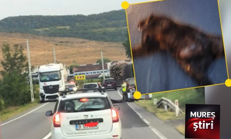 ultima-ora:-urs-lovit-mortal-de-un-autocamion-pe-dn13,-in-apropiere-de-nades!