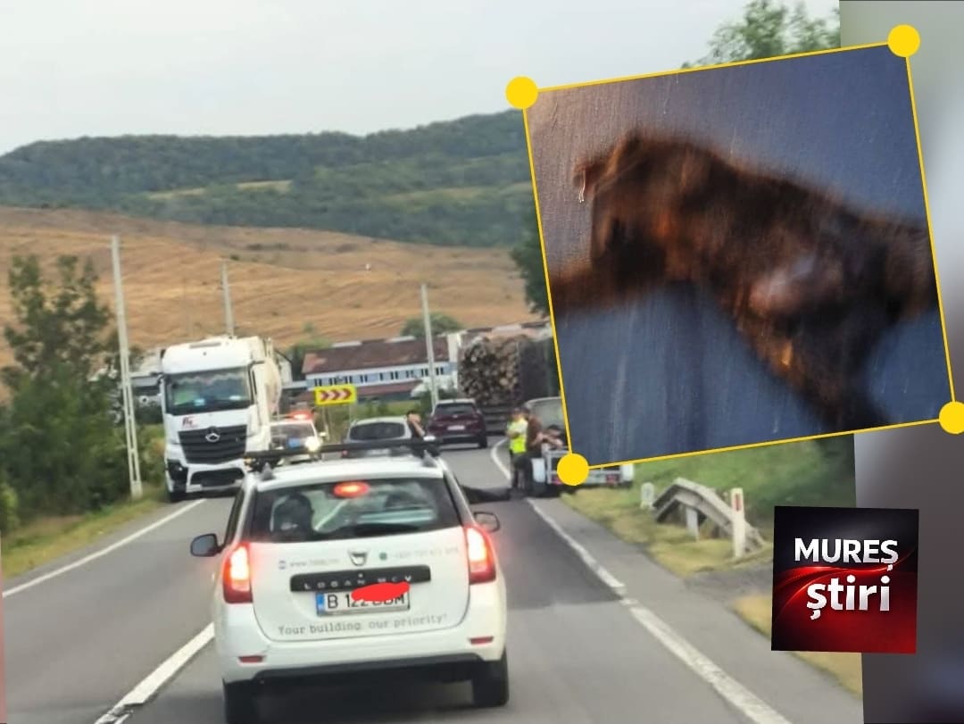 ultima-ora:-urs-lovit-mortal-de-un-autocamion-pe-dn13,-in-apropiere-de-nades!
