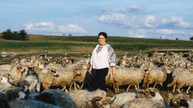 dumitrita-gliga:-oile-si-mieii-romanesti-trebuie-sa-ajunga-din-nou-si-cat-mai-curand-pe-pietele-externe