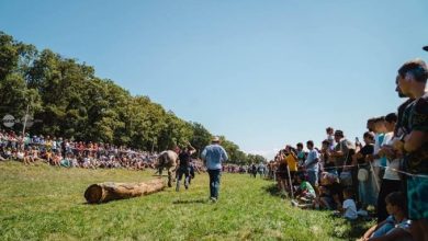 festival-ecvestru-la-reghin:-cai,-parade-si-demonstratii-spectaculoase,-pe-30-august