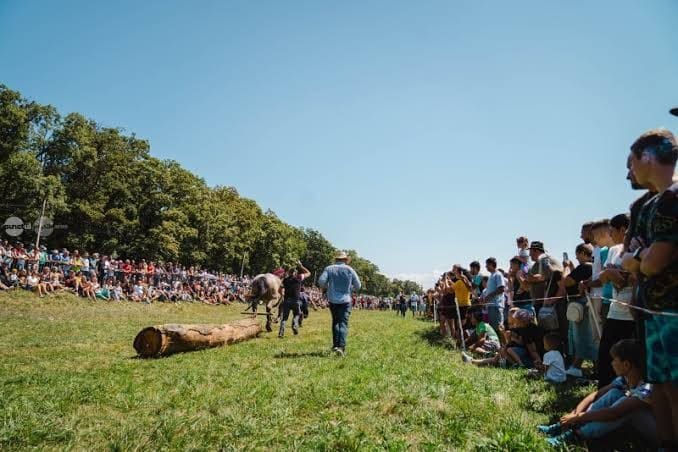 festival-ecvestru-la-reghin:-cai,-parade-si-demonstratii-spectaculoase,-pe-30-august
