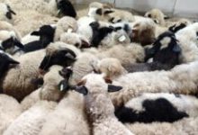 transporturile-clandestine-de-ovine,-risc-major-pentru-romania
