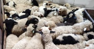 transporturile-clandestine-de-ovine,-risc-major-pentru-romania