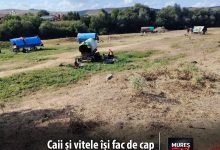 caii-si-vitele-isi-fac-de-cap-prin-oras:-plimbari-ecvestre-fara-bilet-pe-strazile-din-targu-mures!