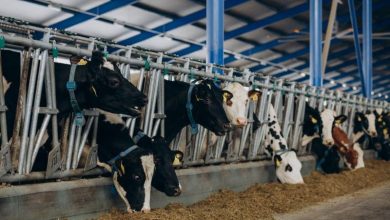 crescatorii-de-bovine-din-mures,-harghita-si-covasna,-in-pragul-colapsului