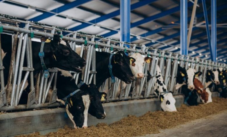 crescatorii-de-bovine-din-mures,-harghita-si-covasna,-in-pragul-colapsului