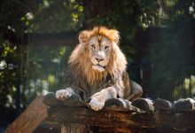 prezentare-de-moda-sustenabila,-in-padocul-leilor-de-la-gradina-zoologica-din-targu-mures