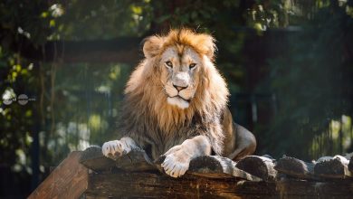 prezentare-de-moda-sustenabila,-in-padocul-leilor-de-la-gradina-zoologica-din-targu-mures