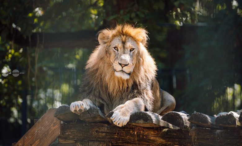 prezentare-de-moda-sustenabila,-in-padocul-leilor-de-la-gradina-zoologica-din-targu-mures