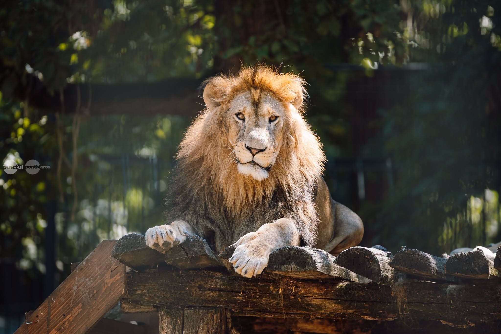 prezentare-de-moda-sustenabila,-in-padocul-leilor-de-la-gradina-zoologica-din-targu-mures