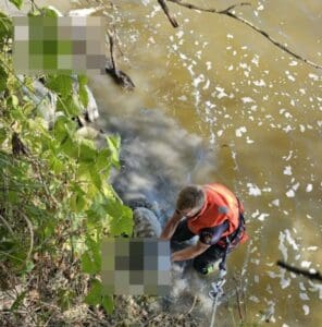 update:-43-de-oi-au-fost-scoase-din-raul-mures