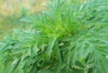 alergia-la-ambrozie-trebuie-reevaluata-anual