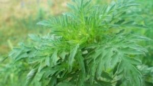 alergia-la-ambrozie-trebuie-reevaluata-anual