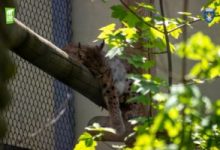 gradina-zoologica-brasov-are-trei-noi-locatari