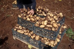 producatorii-de-cartofi-primesc-ajutorul-de-minimis-pe-acest-an