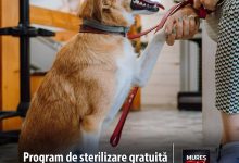 aproape-400-de-animale-de-companie-sterilizate-gratuit-in-targu-mures.-campania-continua!