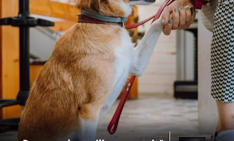 aproape-400-de-animale-de-companie-sterilizate-gratuit-in-targu-mures.-campania-continua!
