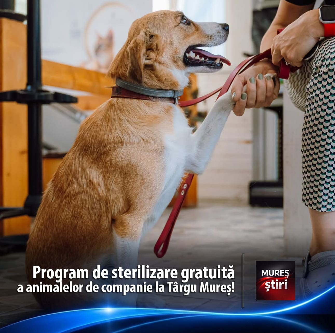 aproape-400-de-animale-de-companie-sterilizate-gratuit-in-targu-mures.-campania-continua!