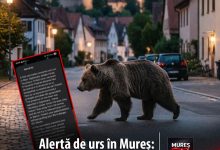 alerta-de-urs-la-sighisoara:-mesaj-ro-alert,-panica-si-ingrijorare-in-randul-localnicilor!