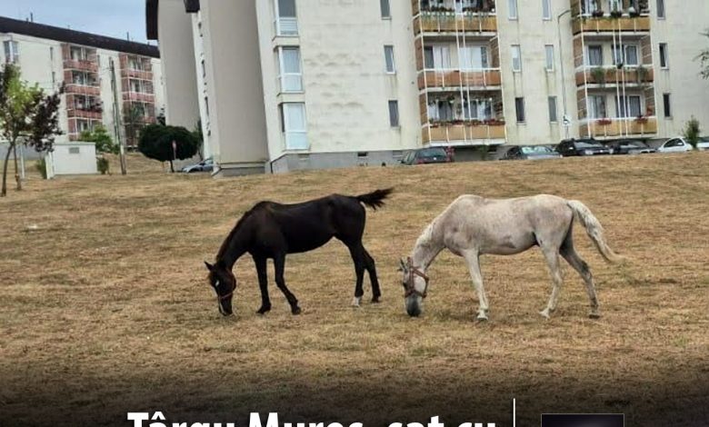 „cai-si-caini-liberi-prin-oras”:-proprietarii-amendati-pe-banda-rulanta!