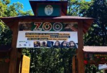 gradina-zoologica-din-targu-mures-sarbatoreste-62-de-ani-de-la-infiintare-printr-un-program-nocturn-special,-cu-intrare-gratuita