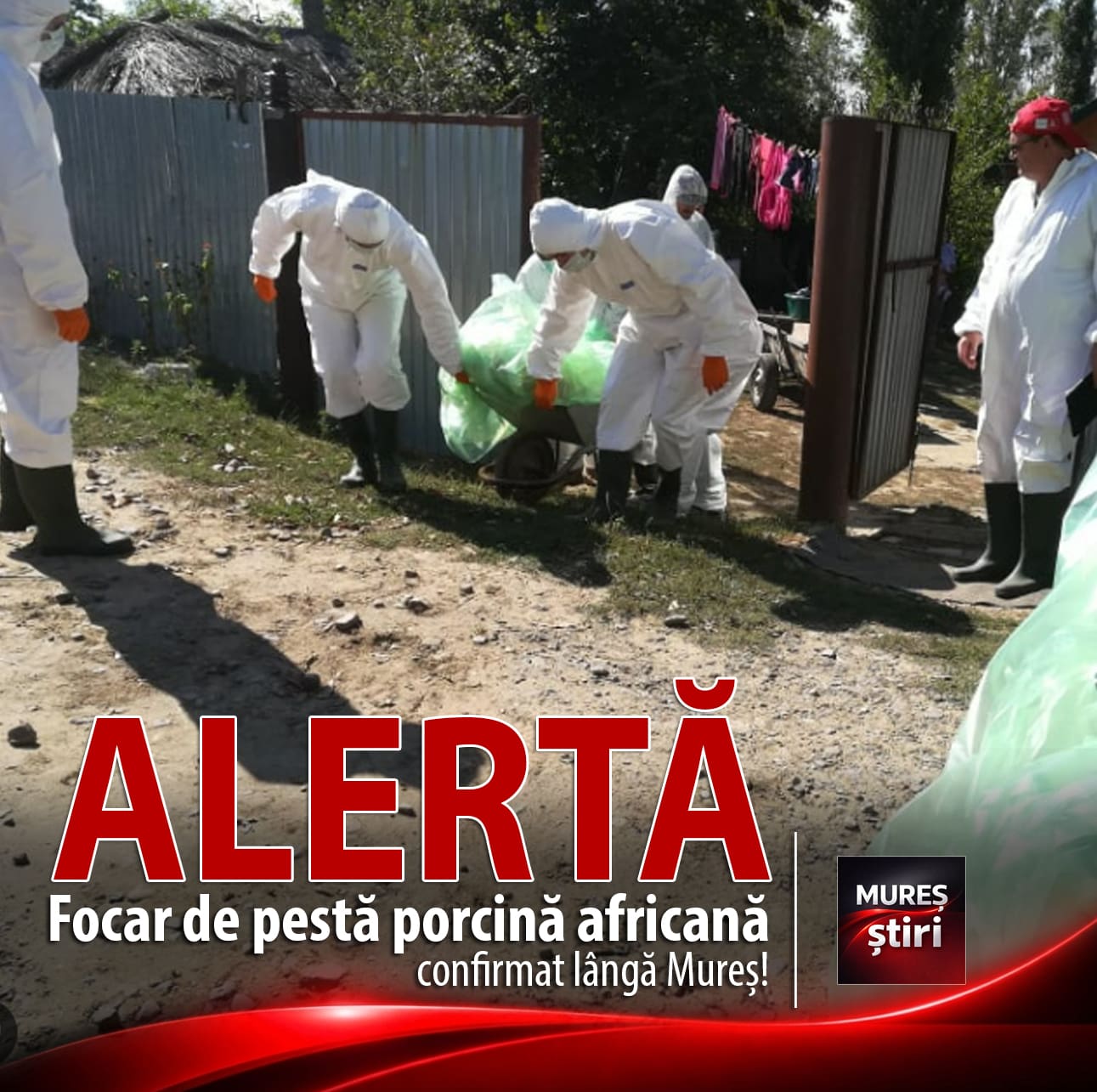 focar-de-pesta-porcina-africana-confirmat-in-judetul-vecin:-15-localitati,-vizate-de-restrictii-stricte!