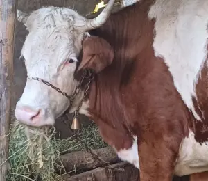 crescatorii-de-porci-si-de-vite-pot-depune,-incepand-cu-1-septembrie,-cererile-pentru-ajutorul-acordat-de-apia