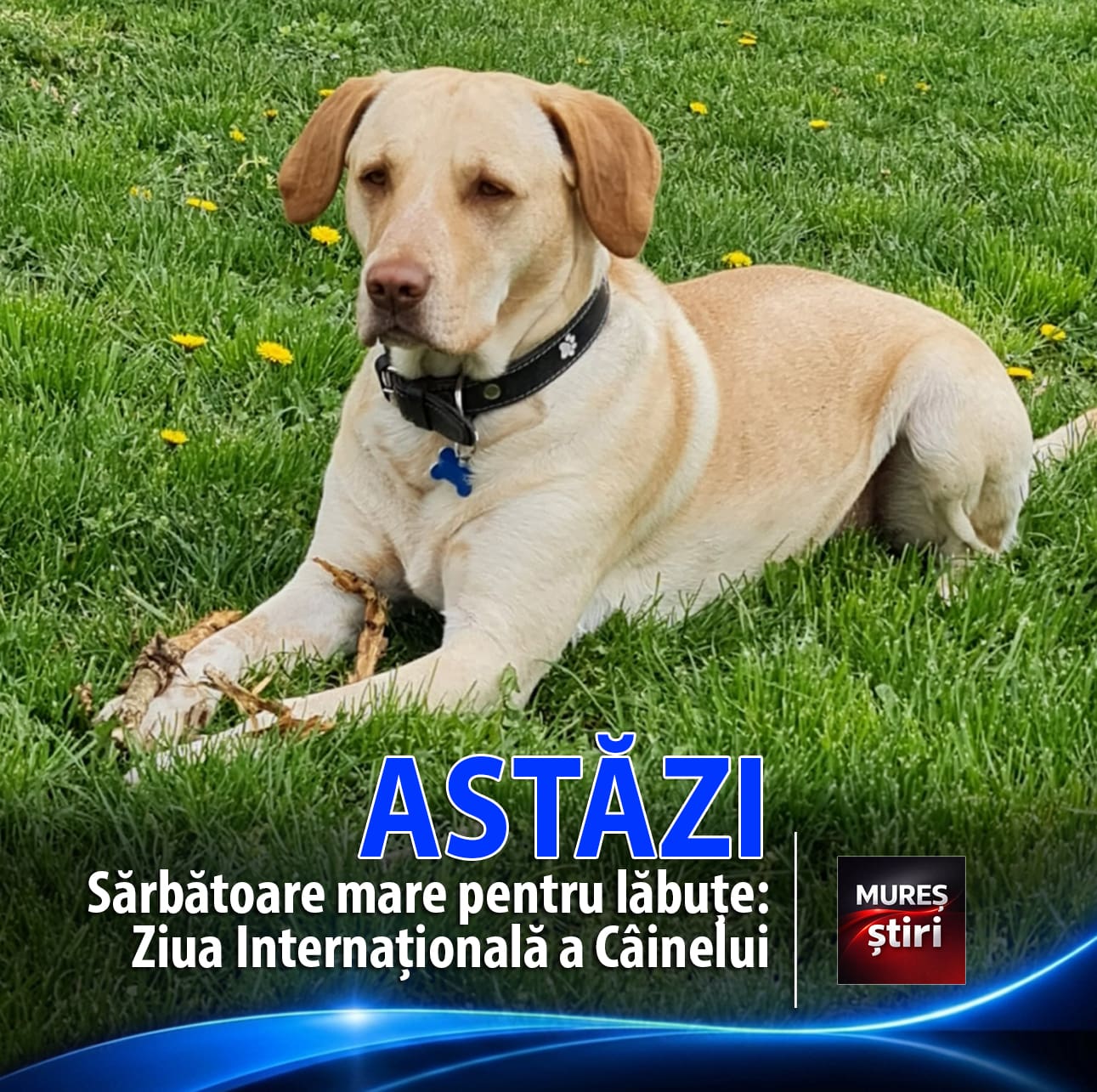astazi-|-sarbatoare-mare-pentru-labute!-si-muresenii-isi-rasfata-blanosii-de-ziua-internationala-a-cainelui