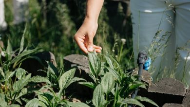 „comorile-padurii”,-transformate-in-experiente-culinare-la-gheorgheni.-ciuperci,-fructe-de-padure,-vanat-si-plante-medicinale