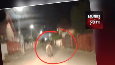 ultima-ora:-urs-surprins-pe-o-strada-din-reghin-la-miezul-noptii!-locuitorii,-avertizati-sa-ramana-prudenti