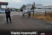 stapani-iresponsabili-trasi-la-raspundere:-amenzi-pe-banda-rulanta-pentru-caini-lasati-liberi-pe-strazi!