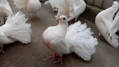targ-de-porumbei,-pasari-de-curte-si-animale-de-blana,-organizat-la-ludus