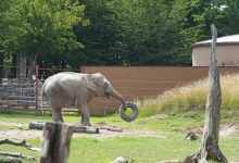 contract-de-peste-4,4-milioane-de-lei-pentru-achizitia-de-hrana-la-gradina-zoo