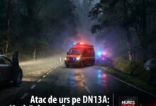 atac-de-urs-pe-dn13a,-la-sangeorgiu-de-padure:-un-barbat-de-74-de-ani-a-fost-ranit-dupa-ce-a-coborat-din-masina!