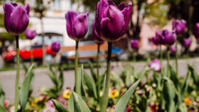 se-intampla-in-acest-weekend,-la-targu-mures