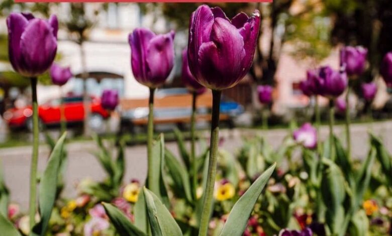 se-intampla-in-acest-weekend,-la-targu-mures