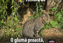 o-gluma-proasta-si-extrem-de-costisitoare:-6.000-de-lei-amenda-dupa-ce-un-minor-a-aruncat-o-pisica-spre-un-prieten!
