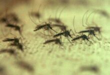 58-de-cazuri-de-west-nile-raportate-in-romania-in-aceasta-vara