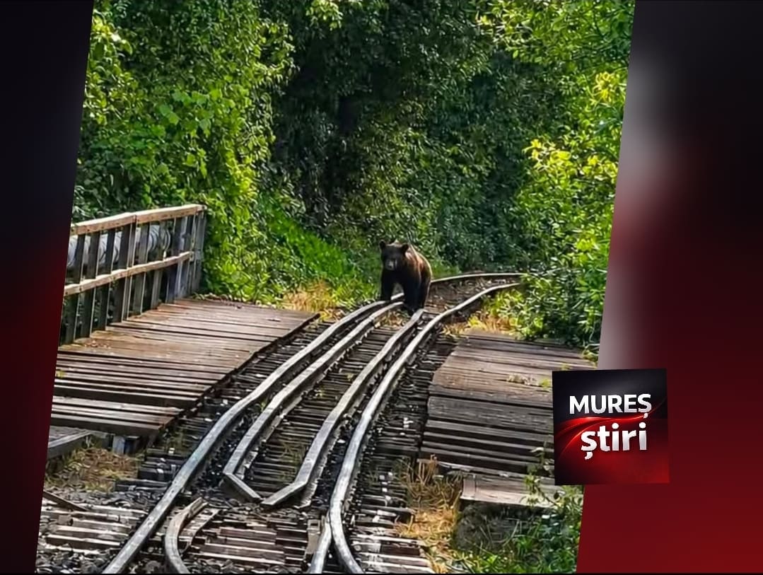 intalnire-neasteptata-in-inima-naturii:-un-urs-a-aparut-pe-sinele-mocanitei-sovata,-la-gara-campu-cetatii!
