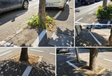 parcari-pentru-copaci?-marcaje-rutiere-„creative”-pe-strada-rodnei-din-targu-mures-(foto)