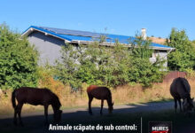 animale-scapate-de-sub-control-pe-strada-duzilor:-politia-locala,-mereu-cu-un-pas-in-urma…-lor!
